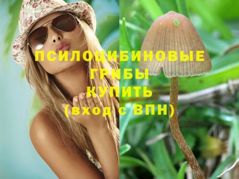 хочу наркоту  Пошехонье  Псилоцибиновые грибы Psilocybine cubensis 